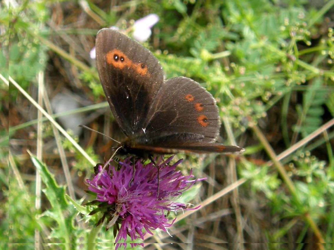 Erebia aethiops e Erebia ligea (Nymphalidae Satyrinae) e Lasiommata maera (Nymphalidae)